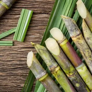 Fresh October 2025 Harvest Sugarcane for Juicing | High-Yield, Non-GMO | B2B Bulk Pre-Order | Vacuum-Packed Freshness | HACCP Certified | Global Logistics