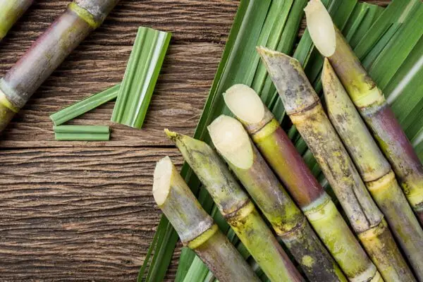 Fresh October 2025 Harvest Sugarcane for Juicing | High-Yield, Non-GMO | B2B Bulk Pre-Order | Vacuum-Packed Freshness | HACCP Certified | Global Logistics